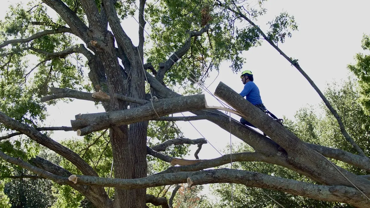 Professional Hazardous Tree Removal performed by certified arborists in Clarkton