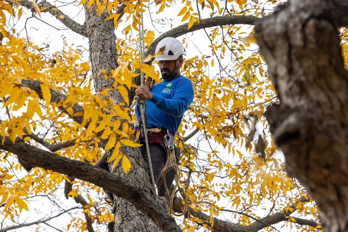 Skilled Tree Trimming crew working in Clarkton